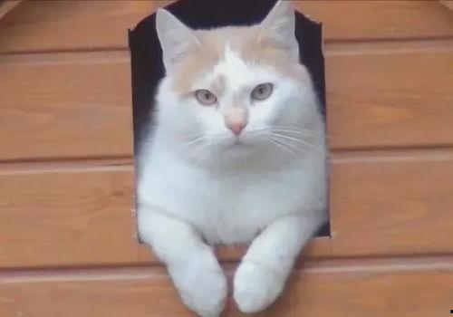 小瓜小猫可以吃吗,揭秘猫咪能否享用美味小瓜