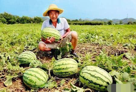 李世民吃瓜杀瓜农,李世民吃瓜引发的宫廷血案