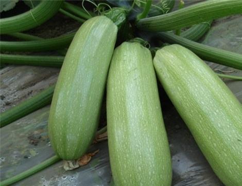 吃拉瓜有好处吗,吃拉瓜的五大益处揭秘