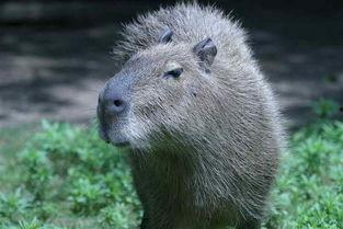 吃瓜小熊水豚,揭秘水豚界的“美食家”