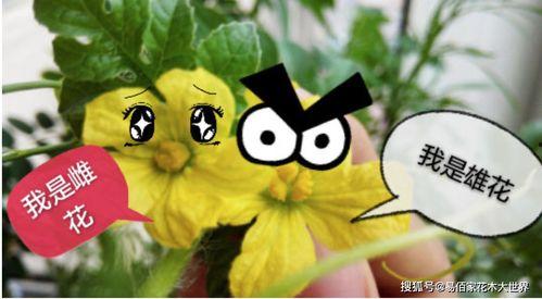 种小瓜自己吃视频,种小瓜视频教你轻松收获美味瓜果