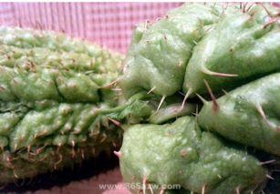 佛手佛手瓜怎么吃,佛手佛手的味蕾之旅