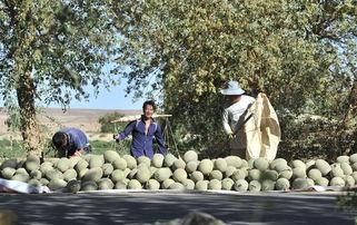 大漠瓜客吃瓜电话,一通吃瓜电话引发的瓜界风云