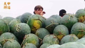 南市场吃瓜视频,揭秘街头美食背后的故事