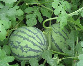 怀孕小瓜可以吃么,小瓜是否适宜食用