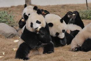 熊猫人吃瓜系统,揭秘网络热点的趣味解读