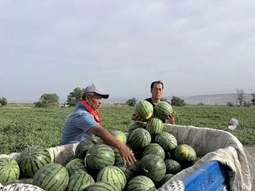 富平吃瓜比赛,吃瓜比赛狂欢，瓜王争霸一触即发