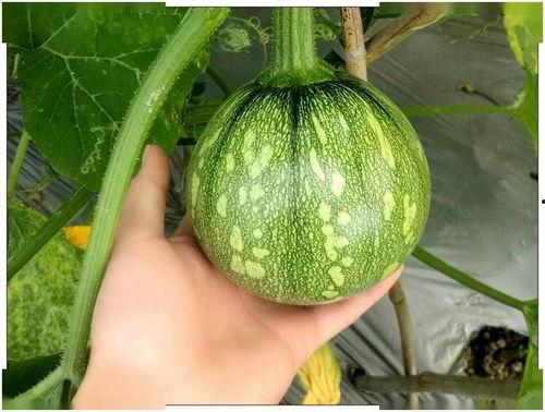 浙江体制吃瓜,吃瓜群众眼中的权力与民生