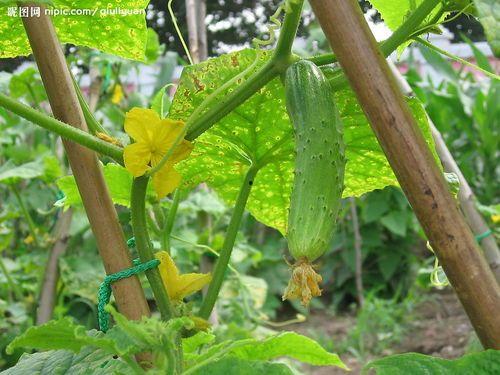 吃喜瓜能清理肠胃