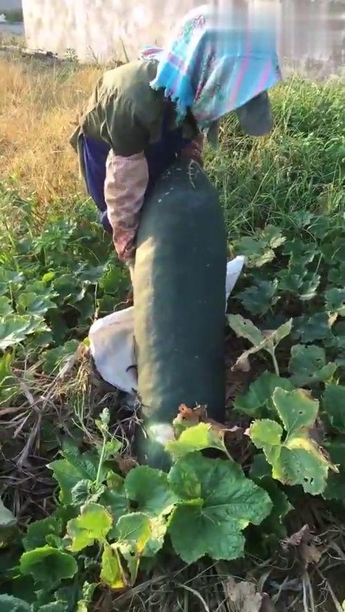 吃烂瓜的视频,一场视觉与味觉的双重冒险