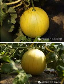 带你吃瓜奇葩瓜,那些让人瞠目结舌的“带你吃瓜奇葩瓜”