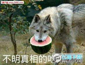 吃瓜土狗表情包,趣味横生的网络文化现象