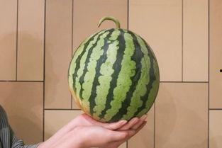 西昌17度月华吃瓜,西昌17度瓜香四溢