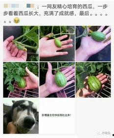 吃瓜的悲惨故事,一场吃瓜引发的悲剧