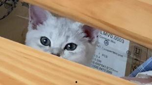 吃瓜小脑斧,网络红人的崛起与影响力