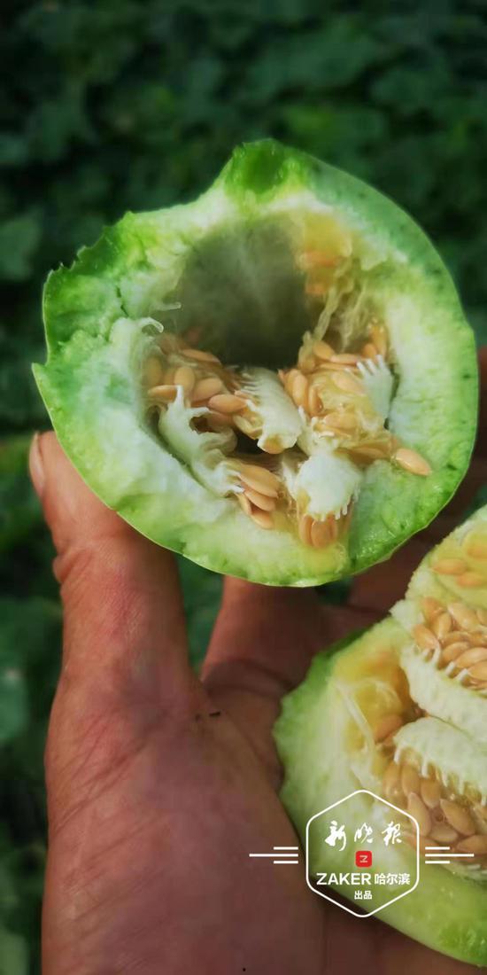 末吃双月瓜,神秘果实揭示的奇幻冒险之旅