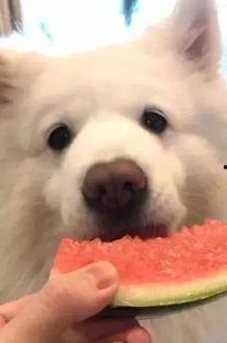 萨摩耶吃瓜表情包,萌宠界的“瓜王”诞生记