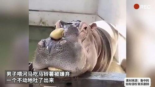 喂河马吃哈密瓜,哈密瓜盛宴的甜蜜邂逅