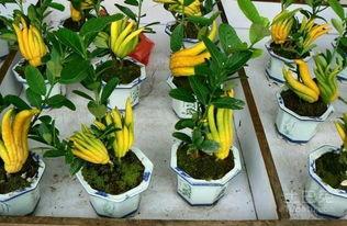 水果瓜佛手怎么吃,水果中的养生佳品