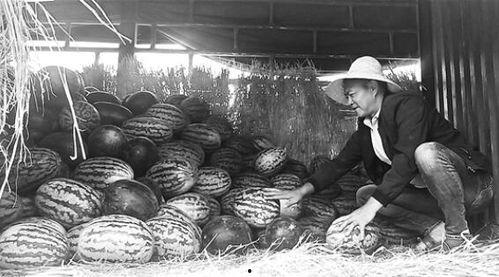 清河吃瓜群众,揭秘社区生活百态