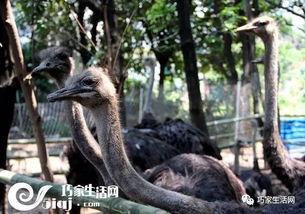 刘大瓜吃鸵鸟,勇吃鸵鸟大显身手