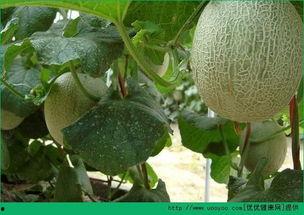 吃哈密瓜热量,甜蜜解渴的夏日美味