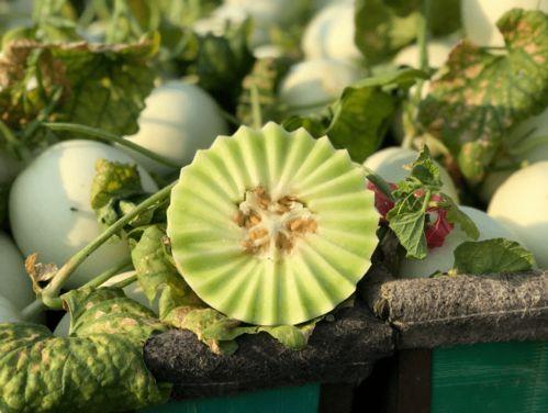 吃玉菇瓜声控,玉菇瓜声控美食之旅