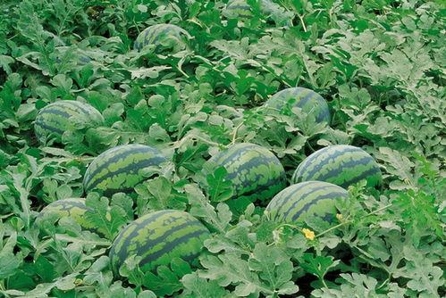 吃邯郸永年的瓜,瓜果飘香，甜蜜之旅