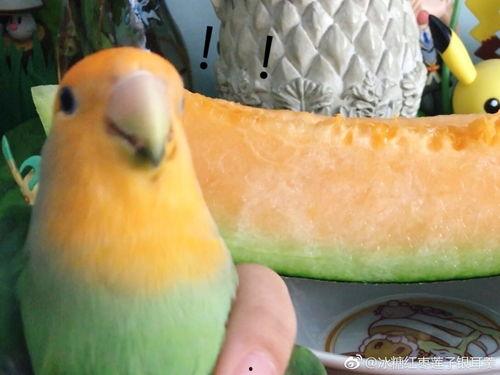 子涵在线吃瓜,揭秘娱乐圈幕后故事