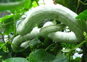 蛇瓜叶子怎么吃,蛇瓜叶子的多样食用方法探索