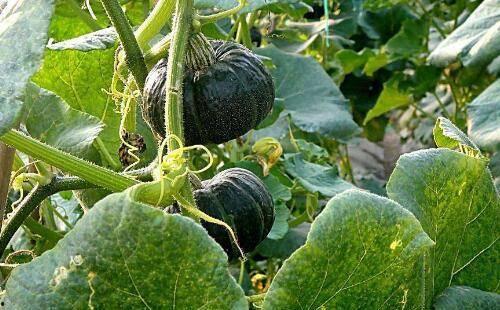 割着吃的瓜种子,探索割着吃的瓜种子的奇妙之旅