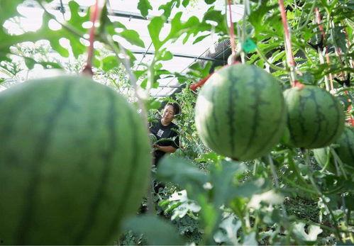 吃瓜只吃无籽瓜,尽享美味，畅享健康生活