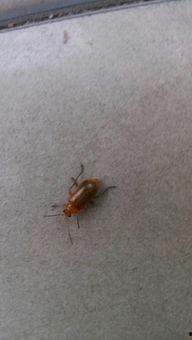 吃瓜里面有虫,揭秘“吃瓜”背后的虫虫危机