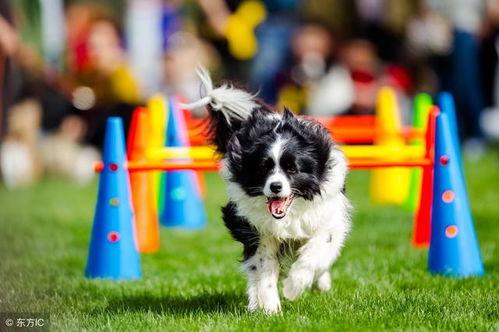 狗狗吃生肉大餐吃哈密瓜,狗狗生肉盛宴后的哈密瓜惊喜