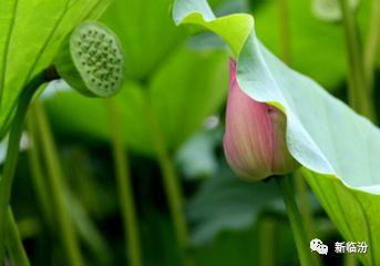 末伏吃瓜的坏处,揭秘潜在坏处与注意事项
