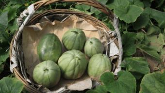 上海阿婆瓜怎么吃,解锁传统美食新体验