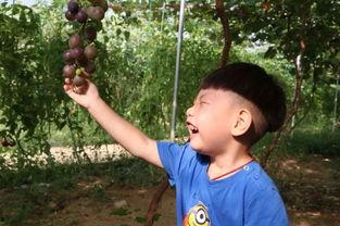 吃瓜王小五,揭秘娱乐圈背后的那些事儿