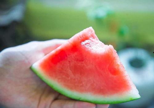 快乐部落吃瓜,瓜田里的欢乐时光