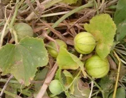 马泡瓜可以吃吗,美味可口的健康佳品，你了解多少？