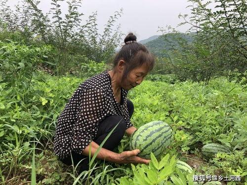 吃瓜不买瓜是什么意思