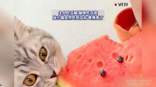 吃瓜猫咪图片