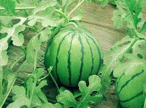 河北乐旋吃瓜,吃瓜群众的欢乐盛宴