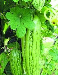 乳腺癌可以吃凉瓜吗吗