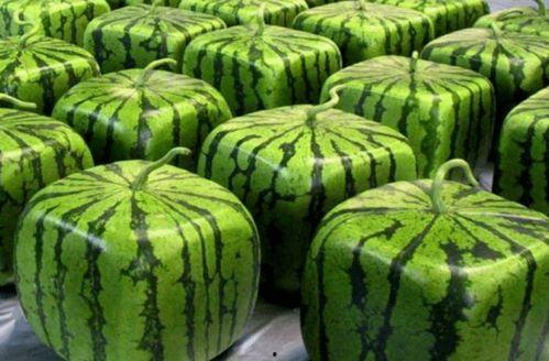 吃瓜推荐去哪里,探索全网热议的美食聚集地