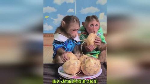 带你吃瓜解说吃货,带你领略“吃瓜解说”中的吃货魅力