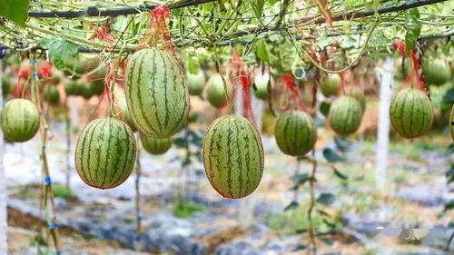 午门村吃瓜,一场别开生面的吃瓜盛宴