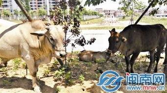 放牛姐吃瓜,揭秘娱乐圈幕后故事